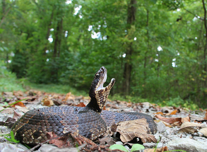 Cottonmouth